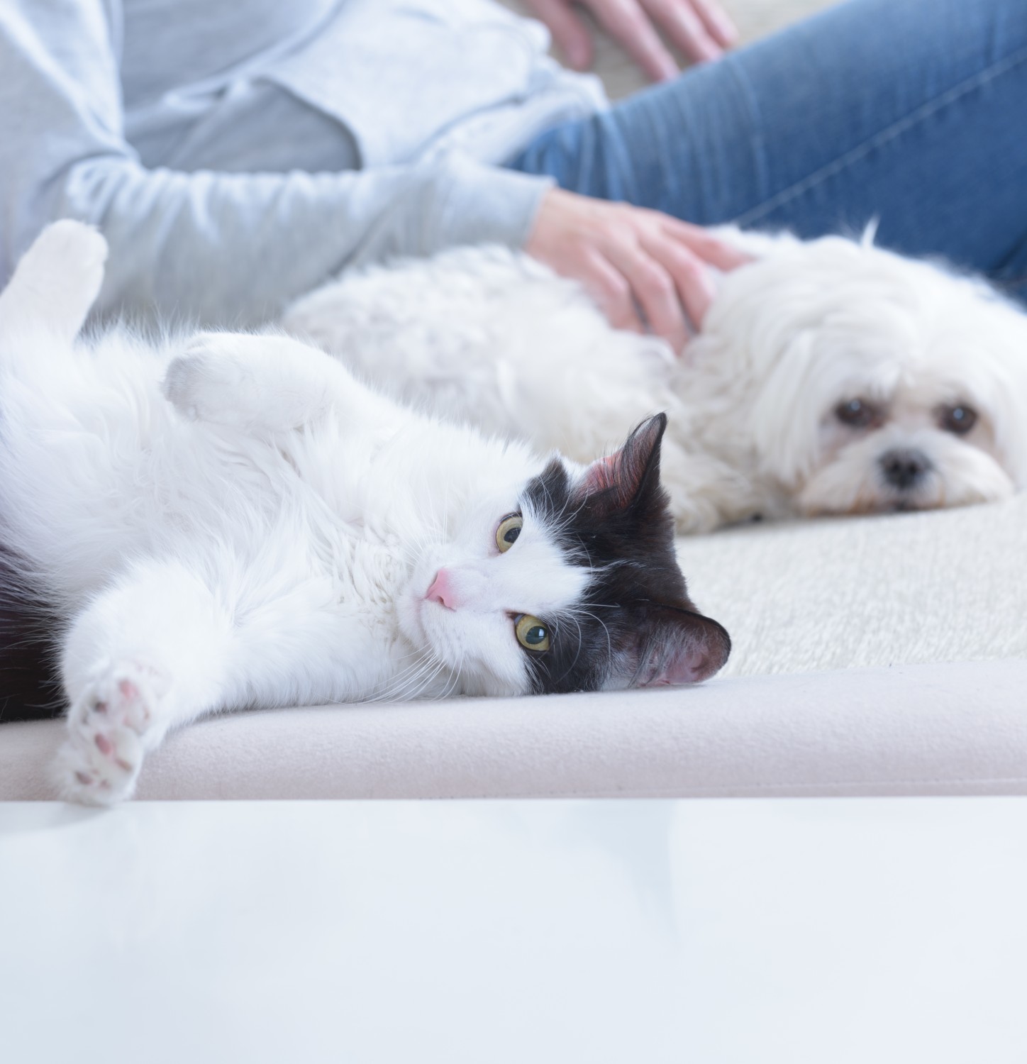 Picture of dog and cat on couch