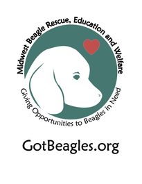 Giving Opportunities to Beagles in Need 